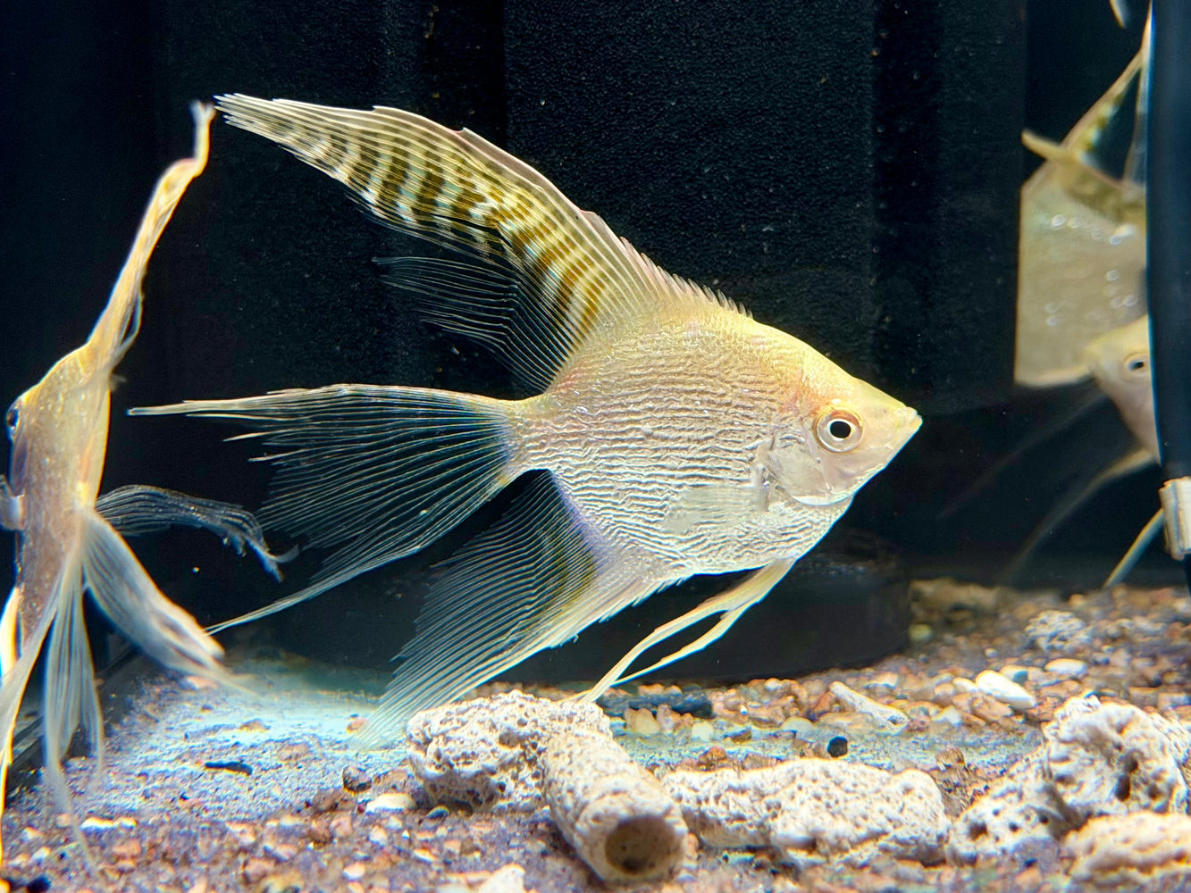 * Discus/Angelfish * Red Cap Diamond Angelfish “Long Fin”