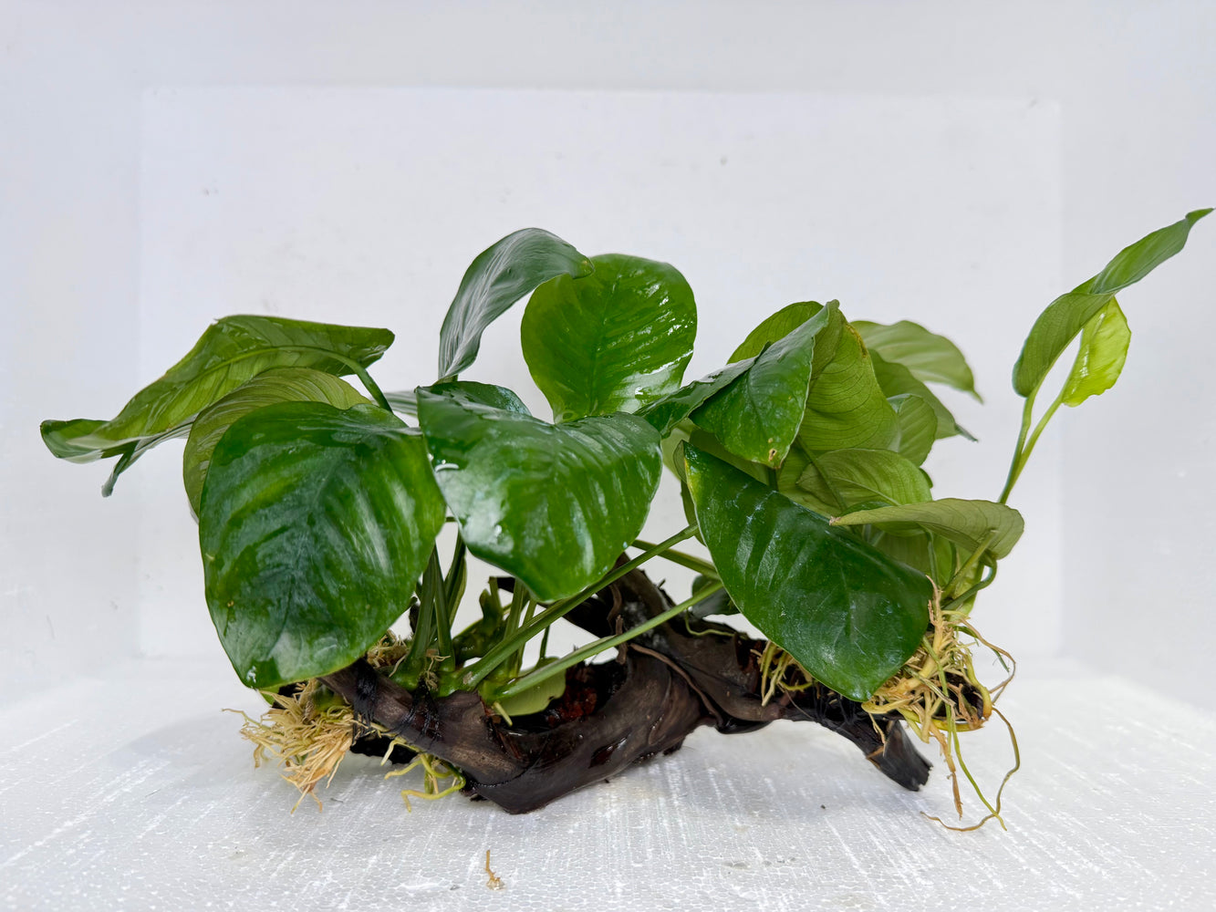 * Plants* Anubias Nana on Spiderwood #119