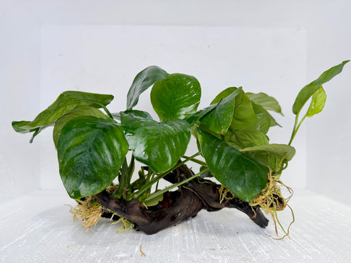 * Plants* Anubias Nana on Spiderwood #119