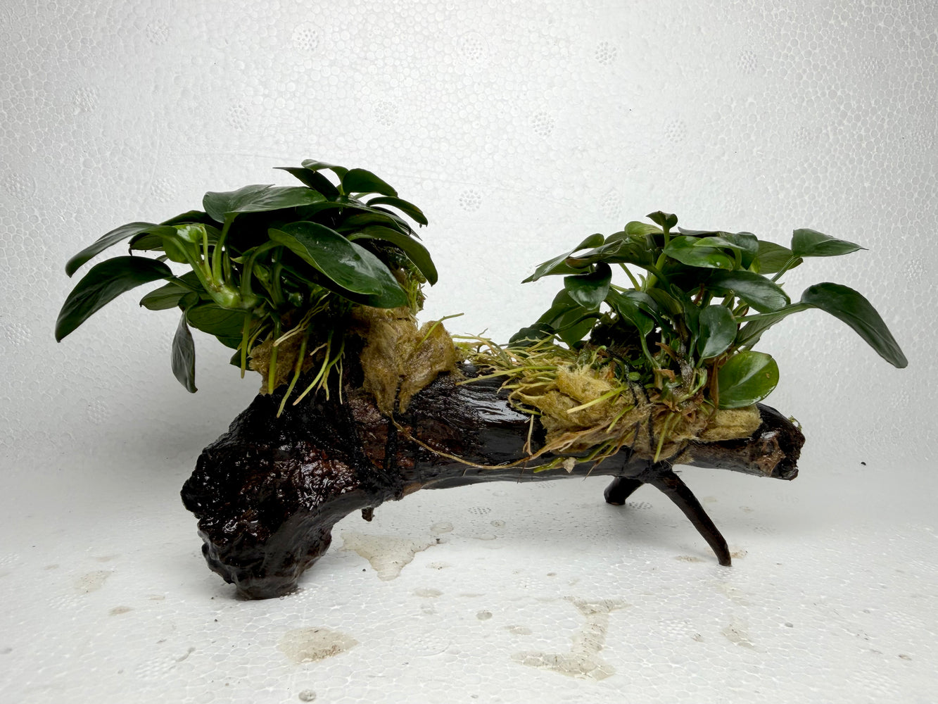 * Plants* Anubias Nana Petite on Spiderwood #100