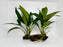 * Plants* Anubias Nana on Spiderwood #86