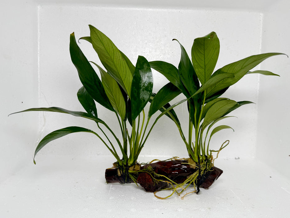 * Plants* Anubias Nana on Spiderwood #86