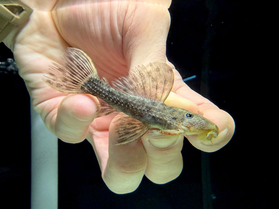 * Pleco * L96 6-8cm