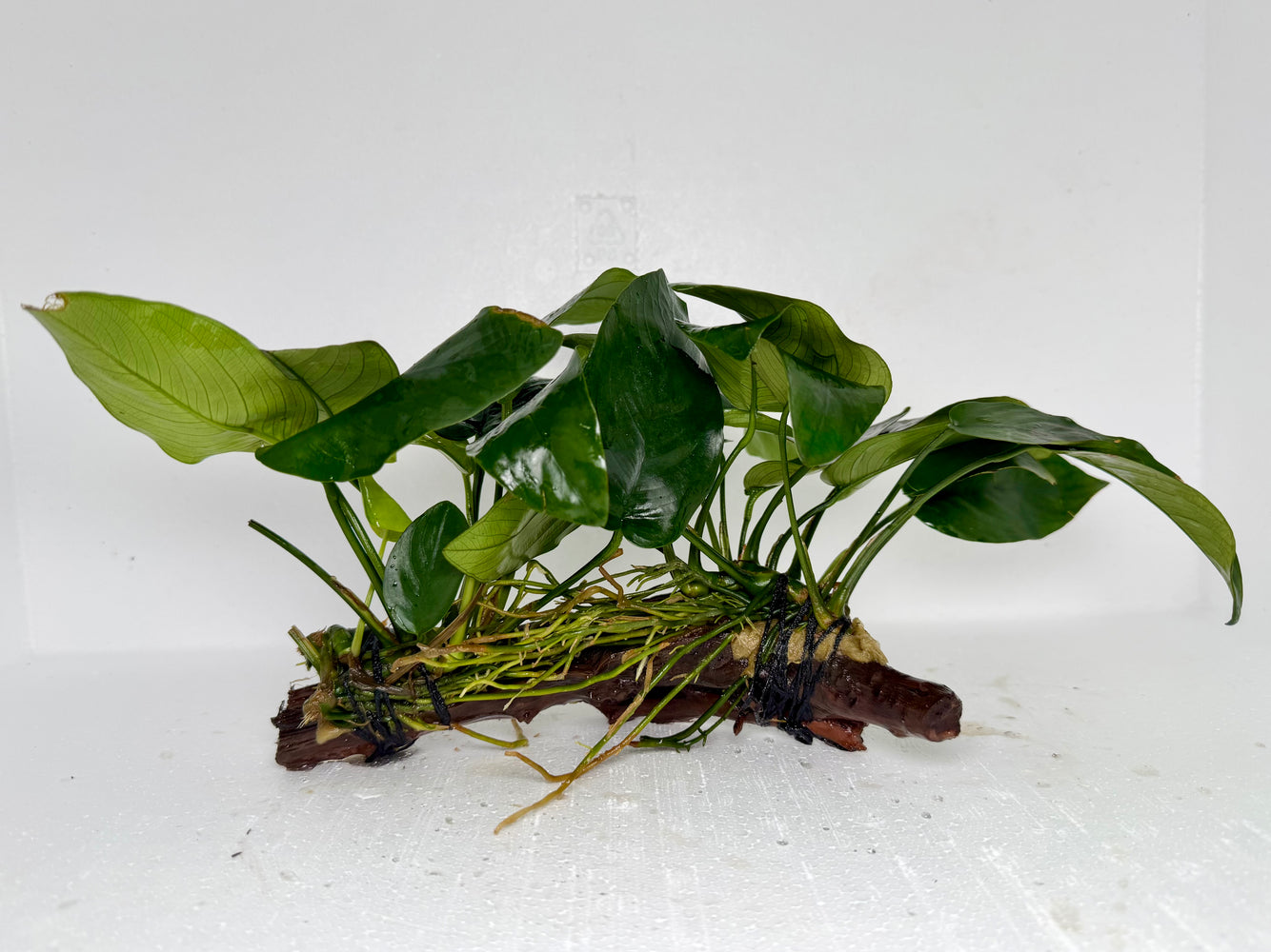 * Plants* Anubias Nana On Spiderwood #65