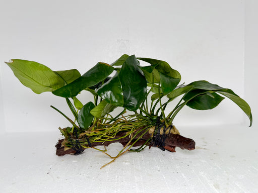 * Plants* Anubias Nana On Spiderwood #65