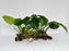 * Plants* Anubias Nana On Spiderwood #65