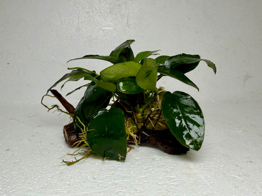 * Plants* Anubias Nana On Spiderwood #60