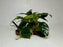 * Plants* Anubias Nana On Spiderwood #60