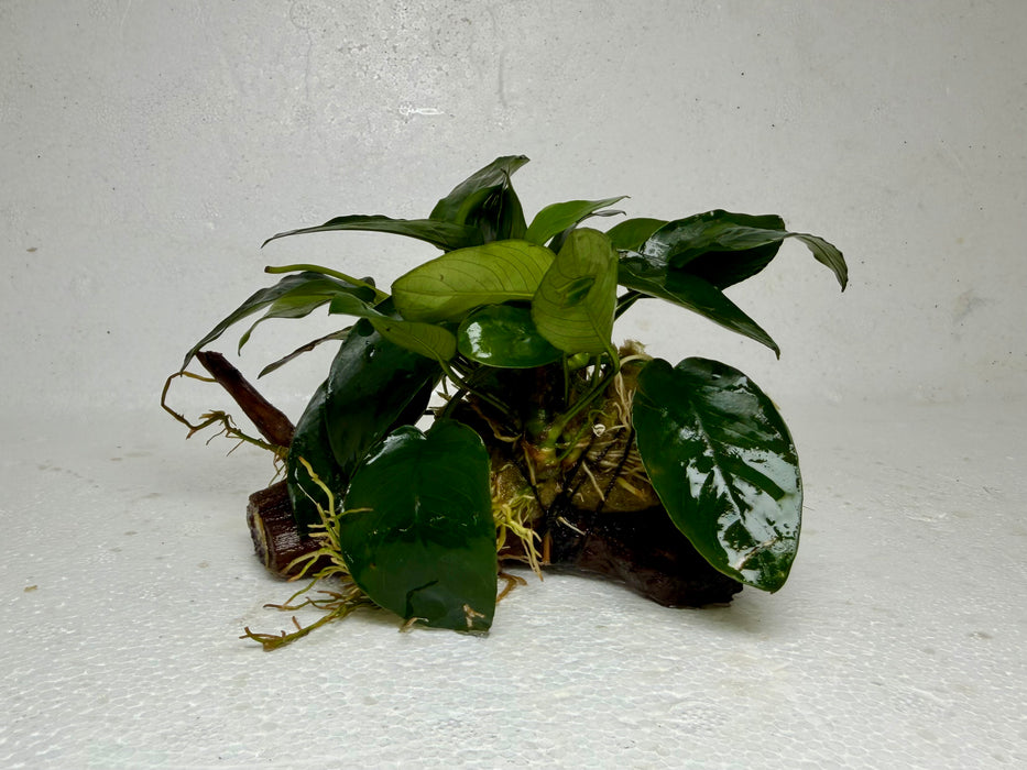 * Plants* Anubias Nana On Spiderwood #60