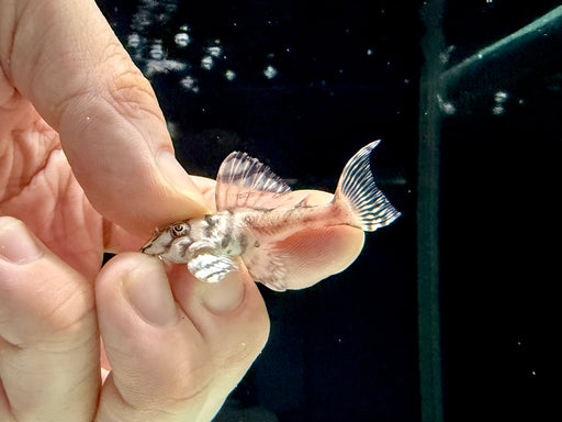 * Pleco *  L236 Super White 6-8cm
