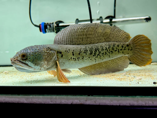 * Other Species * Channa Barca #BAR02 (Actual fish)