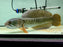 * Other Species * Channa Barca #BAR02 (Actual fish)