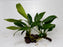* Plants* Anubias Nana On Spiderwood #58