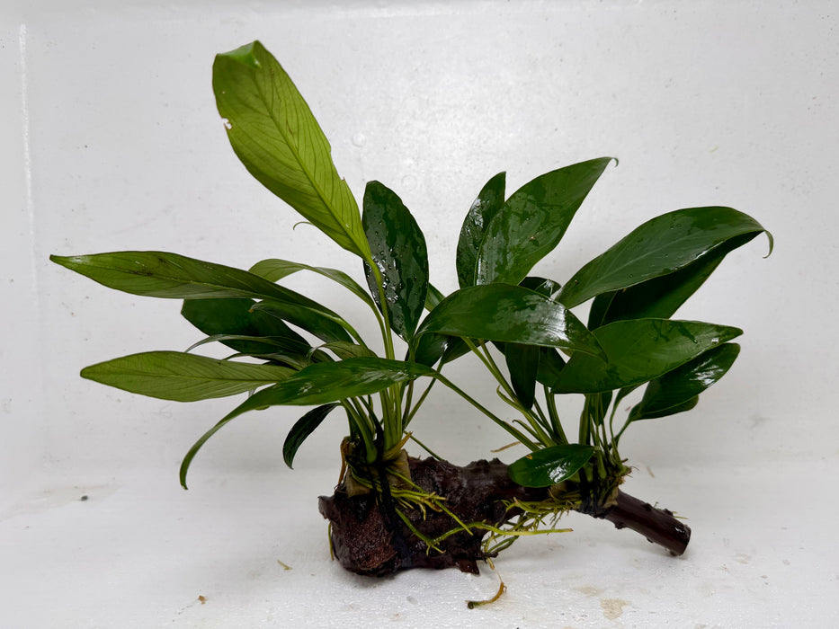 * Plants* Anubias Nana On Spiderwood #58