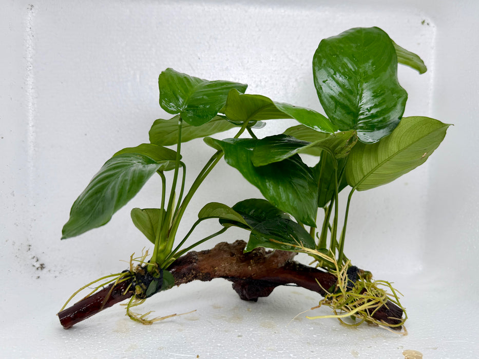 * Plants * Anubias Nana on Spiderwood #164