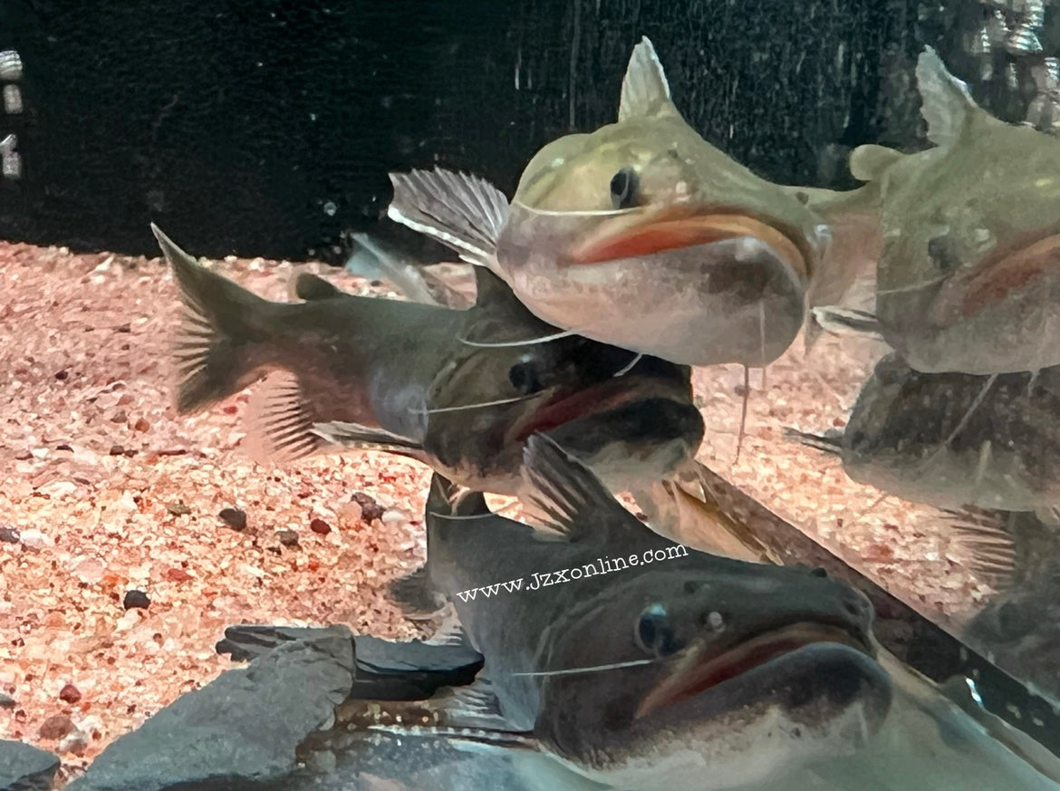 * Catfish *  Asterophysus batrachus Gulper catfish 6-8cm