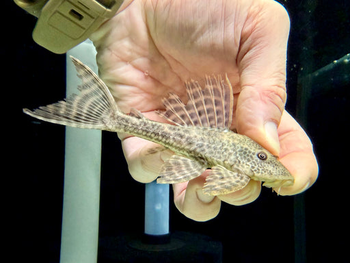 * Pleco *  Hypostomus Boulengeri (12-14cm)
