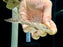 * Pleco *  Hypostomus Boulengeri (12-14cm)