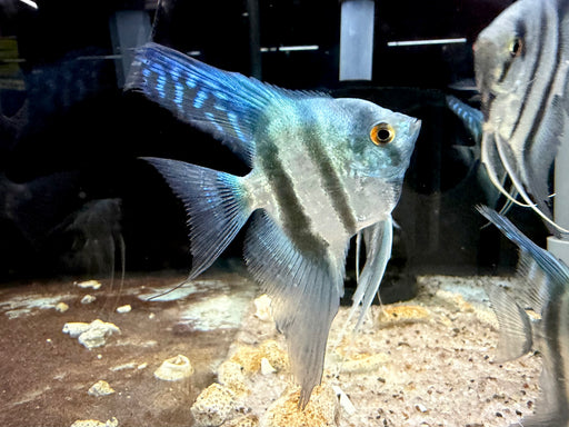* Discus/Angelfish * Peruvian x Blue Zebra Angelfish 6-8cm