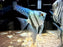 * Discus/Angelfish * Peruvian x Blue Zebra Angelfish 6-8cm