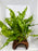 * Plants* Java Fern on Round coconut husk (cave) #JFRC8