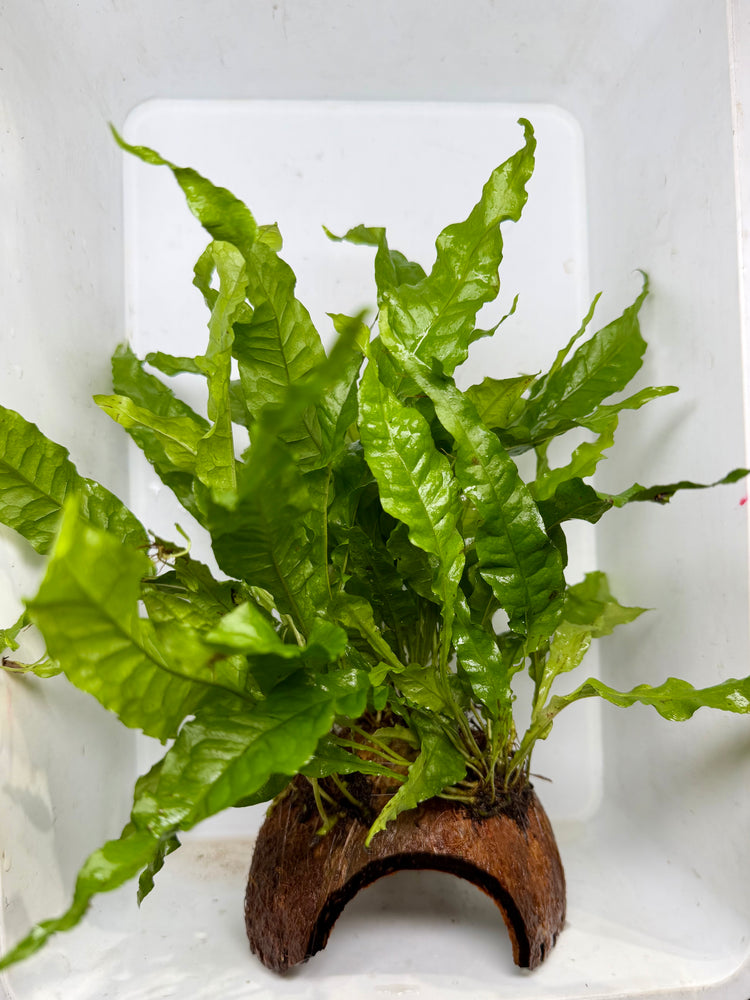 * Plants* Java Fern on Round coconut husk (cave) #JFRC8