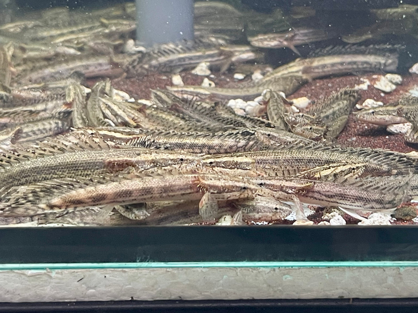 * Polypterus * Polypterus sp. Endlicheri X Lapradei (LAPEN) 8-10cm Captive Bred