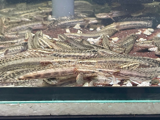 * Polypterus * Polypterus sp. Endlicheri X Lapradei (LAPEN) 8-10cm Captive Bred