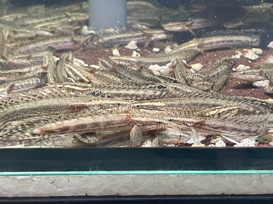 * Polypterus * Polypterus sp. Endlicheri X Lapradei (LAPEN) 8-10cm Captive Bred