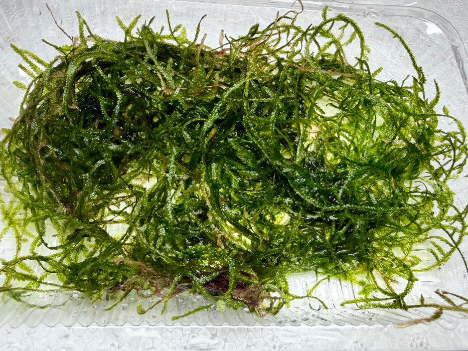 * Plants* Weeping Moss Loose #WML
