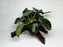 * Plants * Anubias Nana on Spiderwood #138