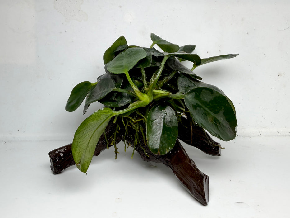 * Plants * Anubias Nana on Spiderwood #138