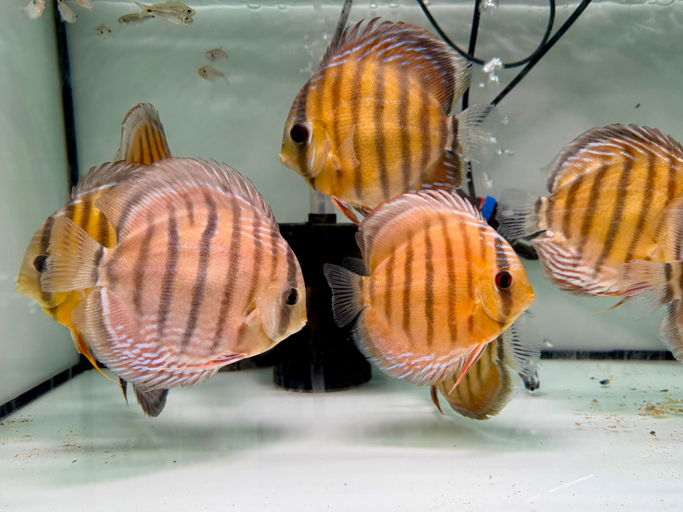 * Discus/Angelfish * Nhamunda Red Discus WILD