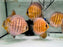 * Discus/Angelfish * Nhamunda Red Discus WILD