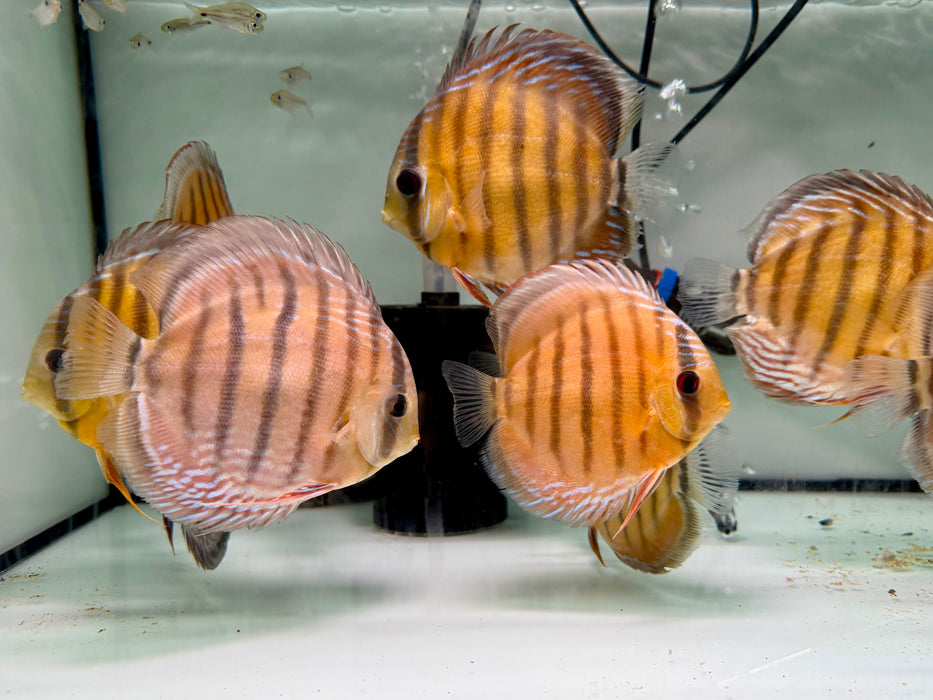 * Discus/Angelfish * Nhamunda Red Discus WILD