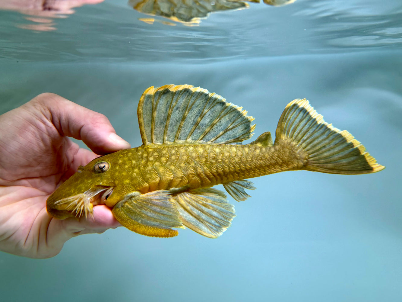 * Pleco * Baryancistrus chrysolomus (L47 Mango Pleco) 21-24cm