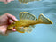 * Pleco * Baryancistrus chrysolomus (L47 Mango Pleco) 21-24cm