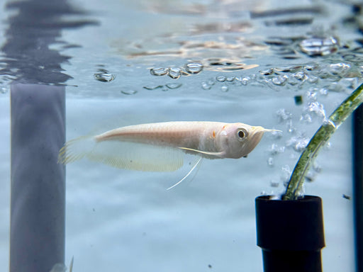 * Arowana * Osteoglossum bicirrhosum "Albino" (Albino silver arowana) 7-10cm