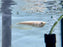 * Arowana * Osteoglossum bicirrhosum "Albino" (Albino silver arowana) 7-10cm