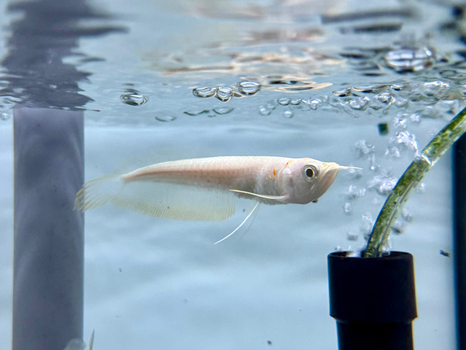 * Arowana * Osteoglossum bicirrhosum "Albino" (Albino silver arowana) 7-10cm
