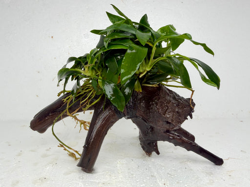 * Plants * Anubias Glabra on Spiderwood #155
