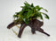 * Plants * Anubias Glabra on Spiderwood #155