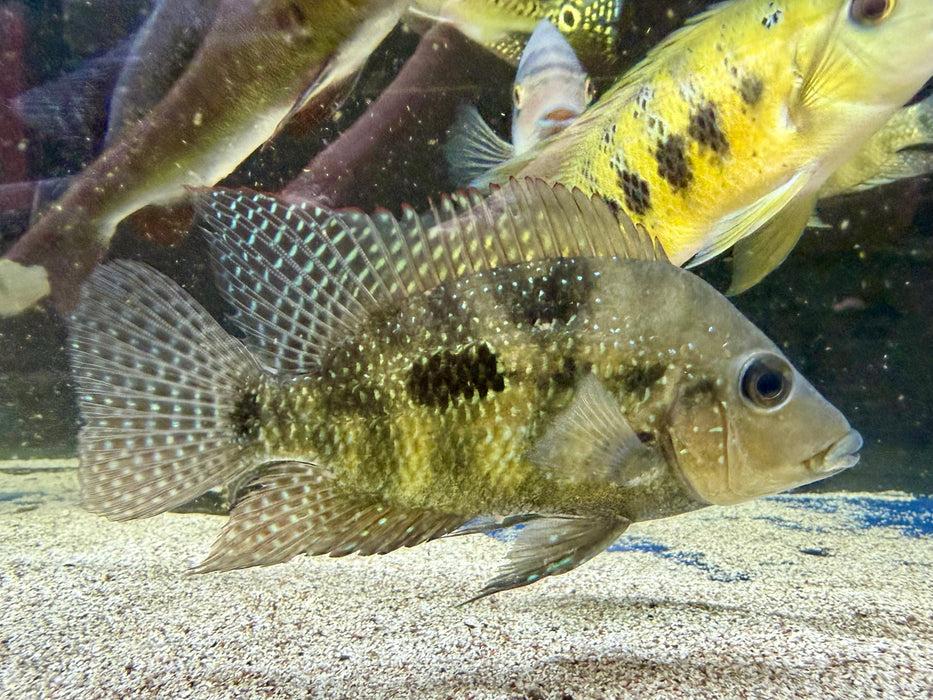 * Cichlids * Cribroheros rostratus (Carate) 15-17cm