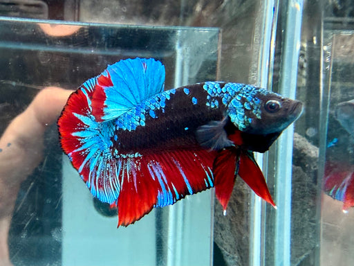 * Betta * HMPK (Actual Fish) #16