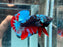* Betta * HMPK (Actual Fish) #16