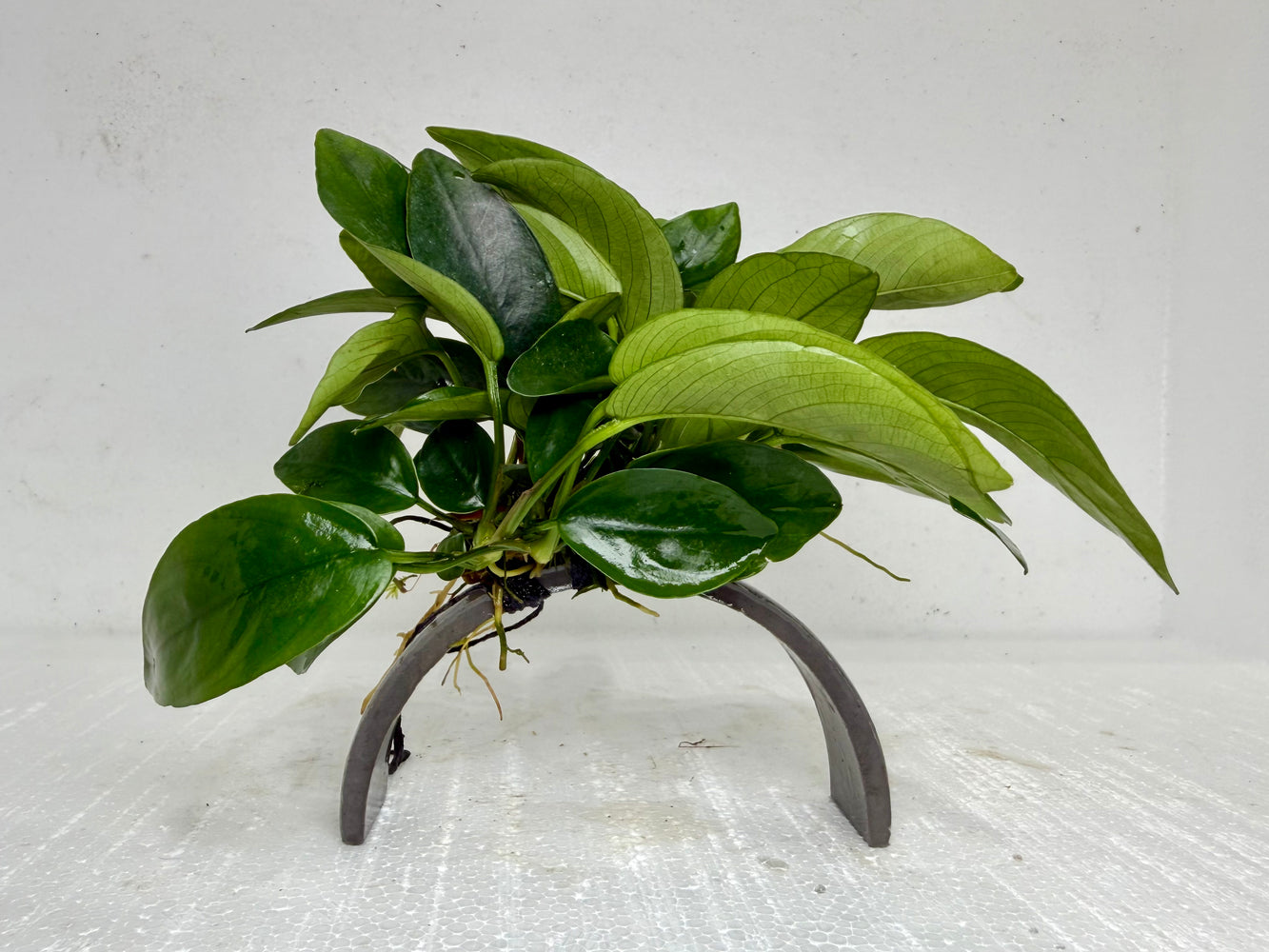 * Plants * Anubias Nana on resin #01