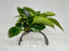 * Plants * Anubias Nana on resin #01