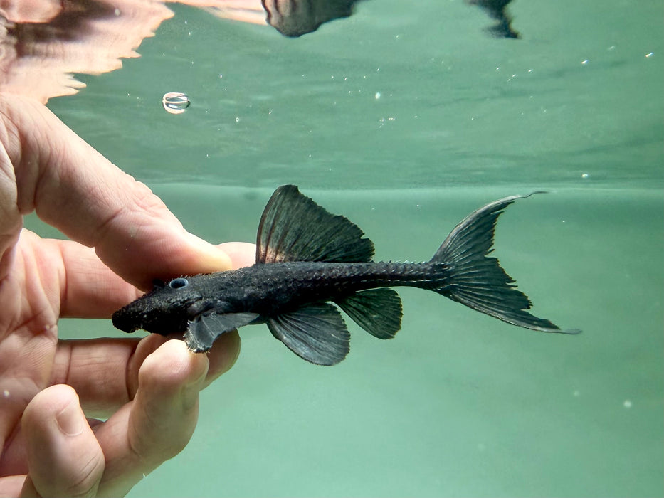 * Pleco *  Acanthicus Hystrix (L155) 9-11cm