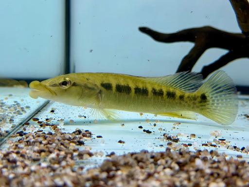 * Cichlids * Crenicichla (Lacustria) Tendybaguassu (Thick Lip Pike Cichlid) 12-15cm