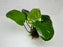 * Plants * Anubias Nana on Rock #35